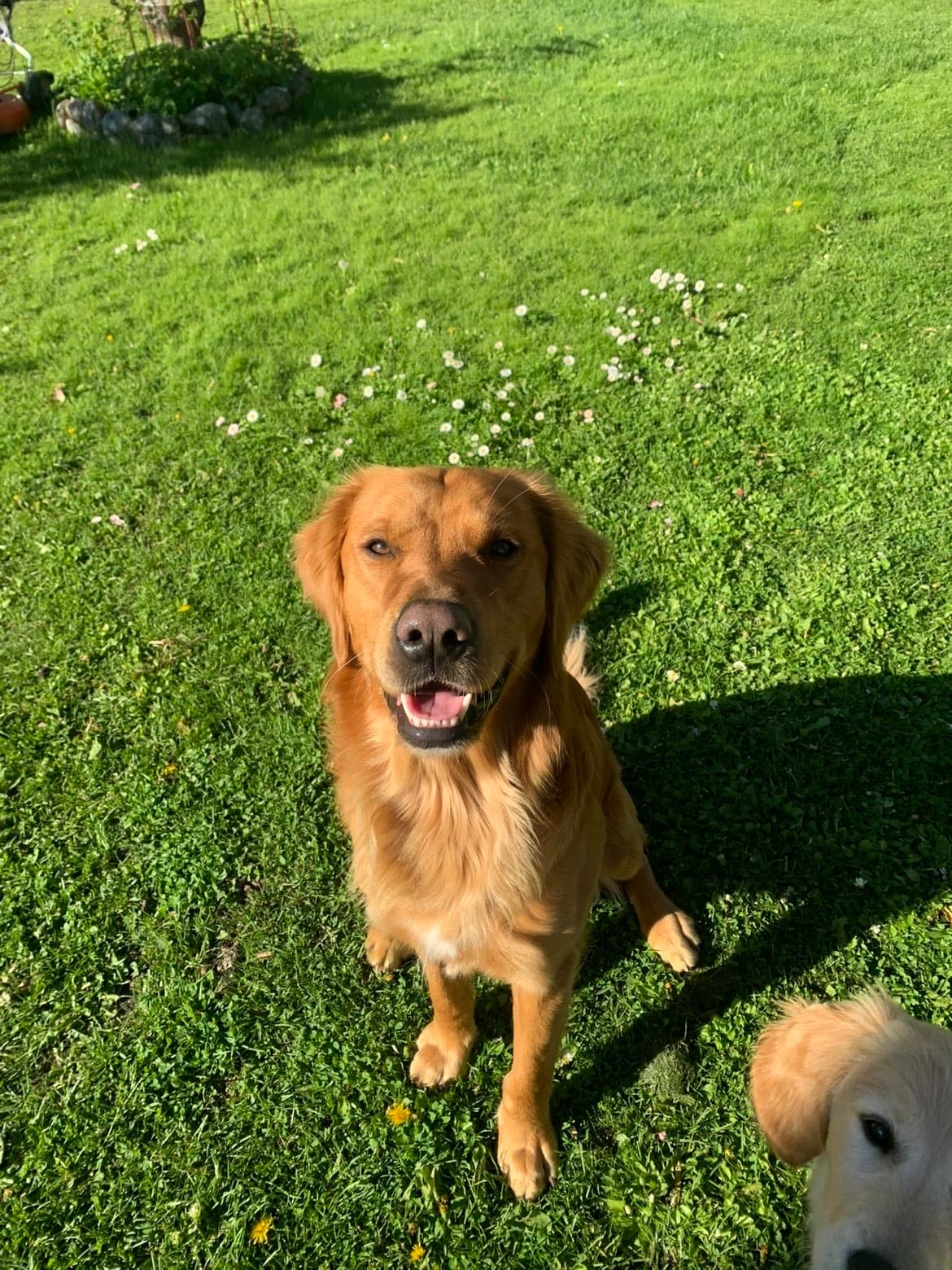 Golden retriever-hanen Basse
