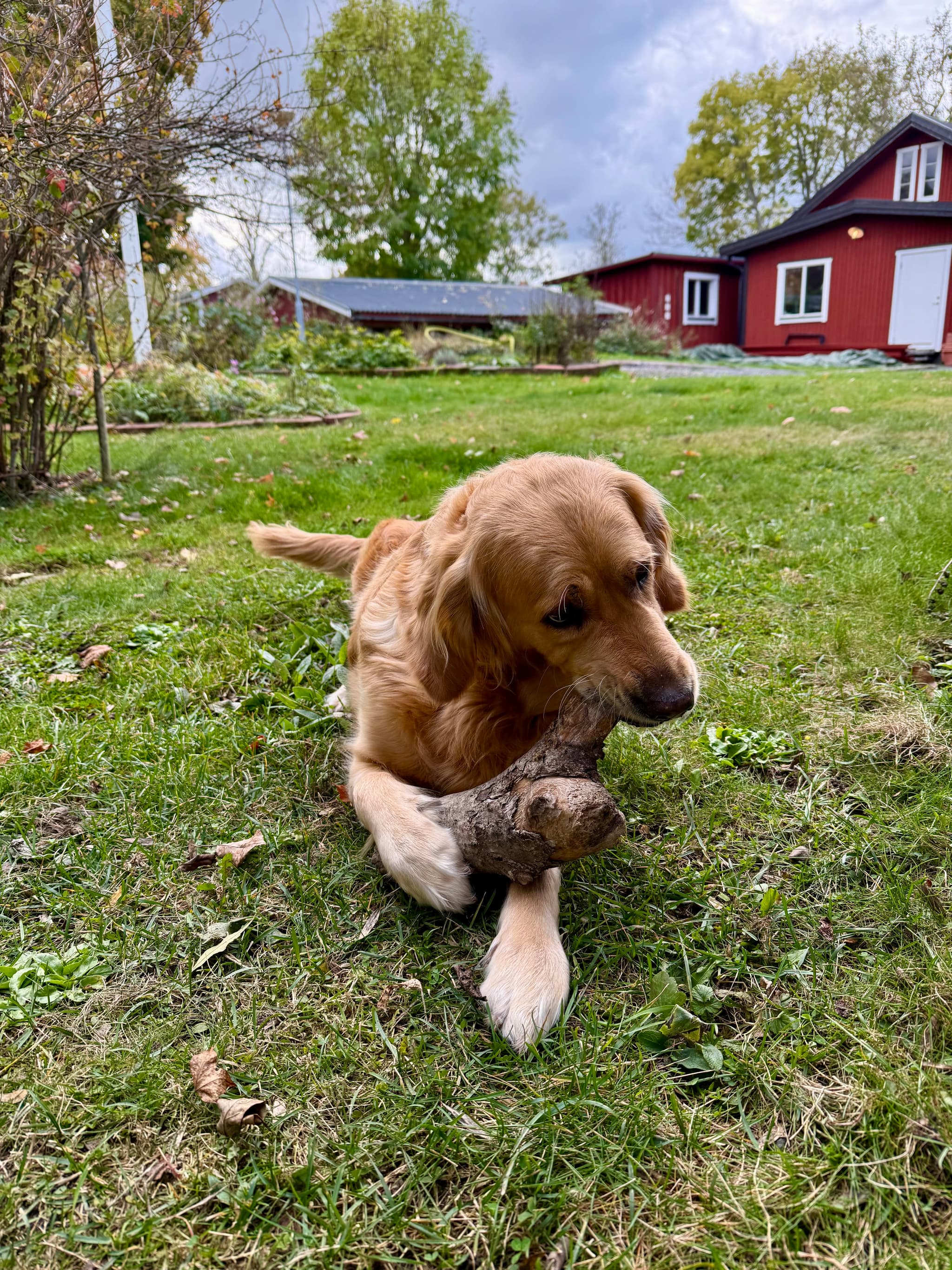 Golden retriever-tiken Dessie i gräset
