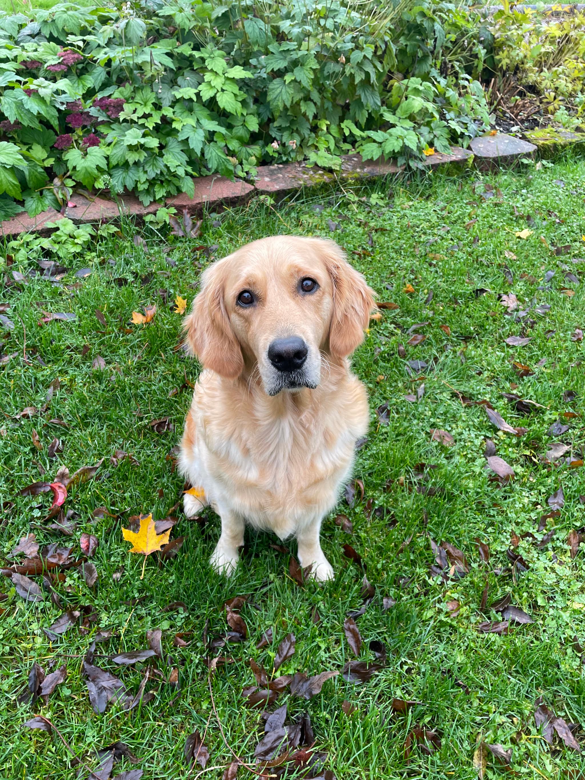 Golden retrievern Ia sitter på gården