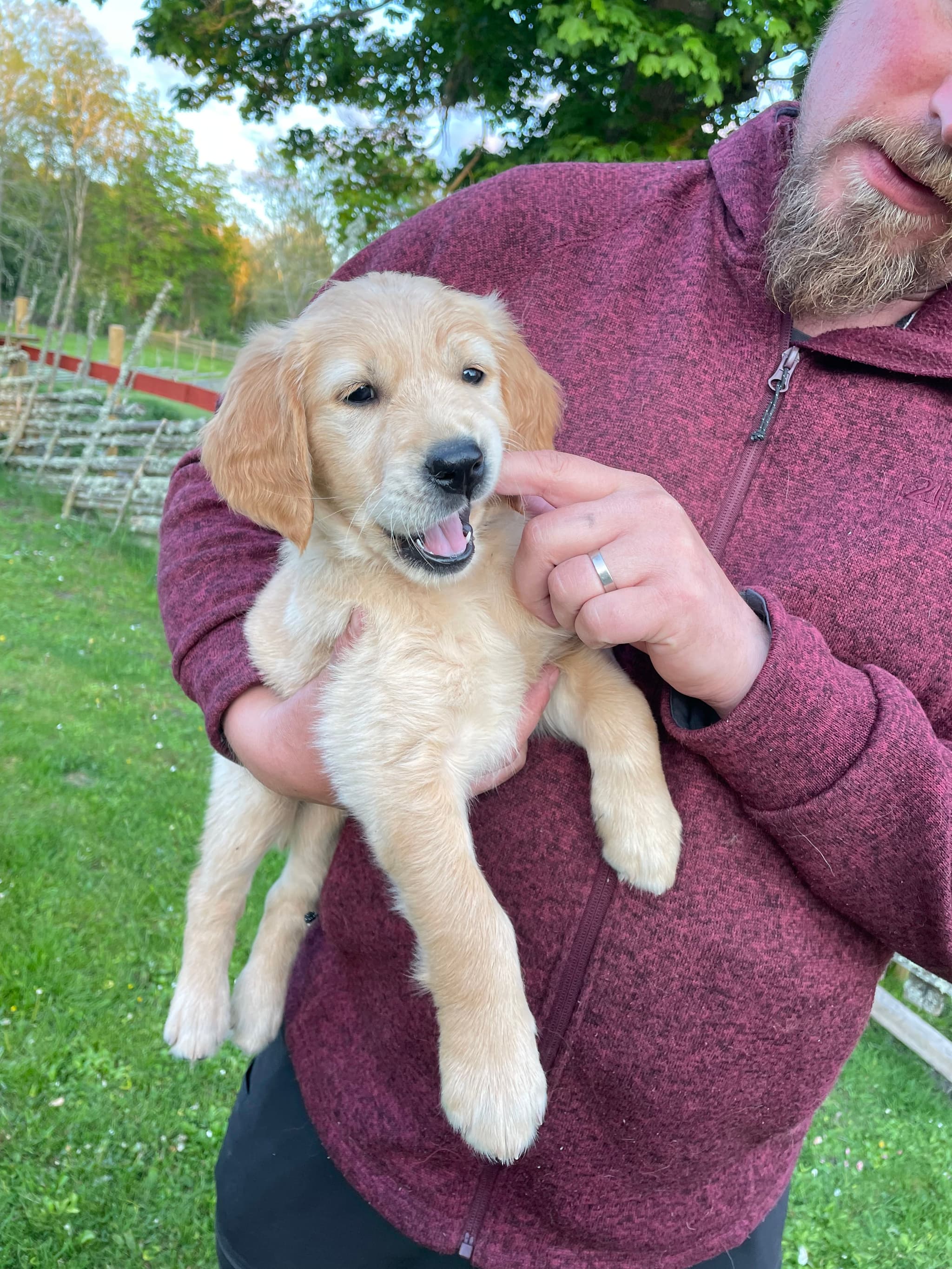 Golden retriever-valpen Lily